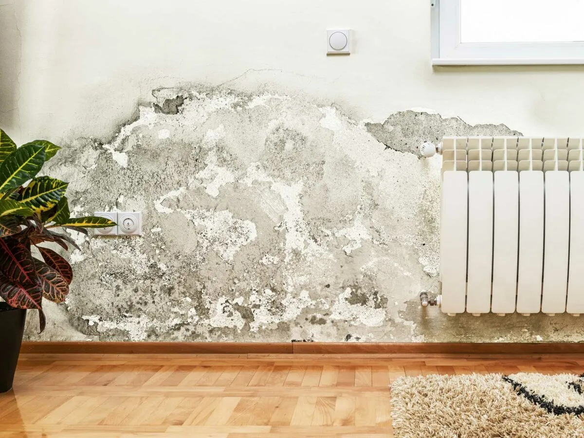 scalp anti-salpetre Anti-saltpeter film-forming protection